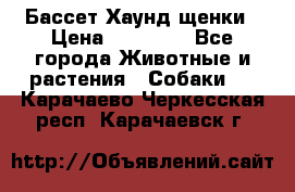 Бассет Хаунд щенки › Цена ­ 20 000 - Все города Животные и растения » Собаки   . Карачаево-Черкесская респ.,Карачаевск г.